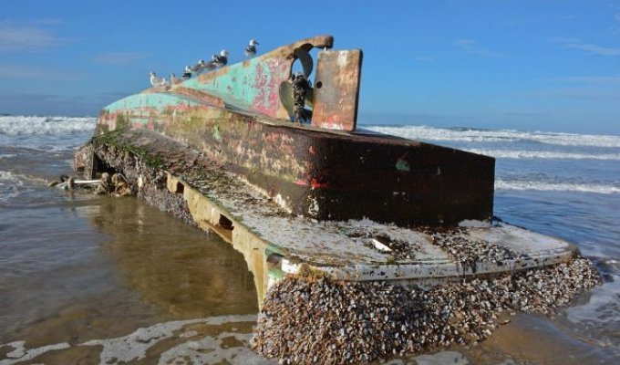 In the United States, a ghost ship washed ashore with delicacies on board (5 photos)
