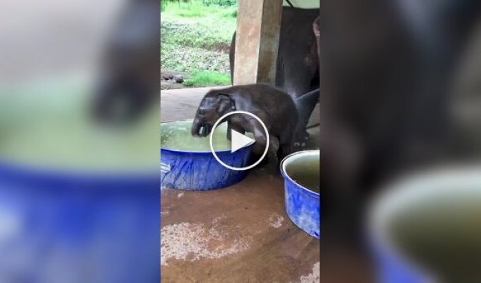 A baby elephant swims in a mini-pool