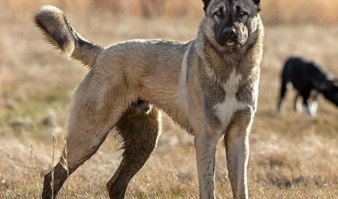 Gampr: the Armenian Terminator, one of the most powerful dog breeds in the world (9 photos)