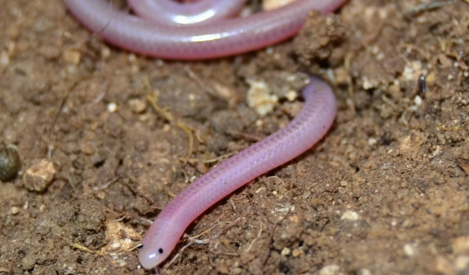 Техасская слепая змея: Нет, не дождей червь. Да, полноценная змея. Как выжить на дне пищевой цепочки? (7 фото)