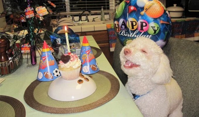 Animals That Can Laugh (12 photos)