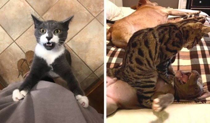 15 котов, которые давно дали понять владельцам, кто в доме хозяин (16 фото)
