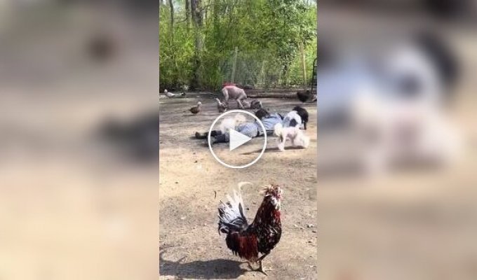 Реакція тварин на господарів, що знепритомніли