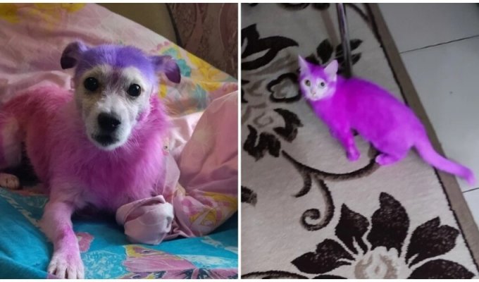 Marketplace users began to paint their pets in different colors (11 photos)