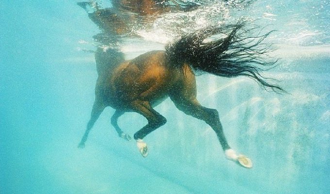 Серия фотографий «Equus» (13 фото)