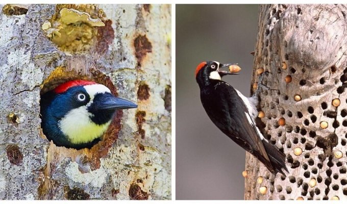 Acorn woodpecker: trypophilic bird at maximum speed (7 photos + 2 videos)