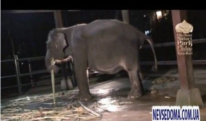 Появление слонёнка (видео)