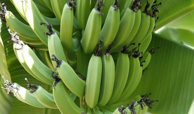 Японець два роки вирощував банани посеред дороги (4 фото + 1 відео)