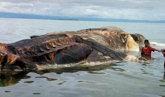 На берег Индонезии выбросило тушу таинственного существа (6 фото + 2 видео)