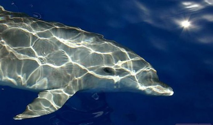 Дельфины, и их средство размножения (8 фото)