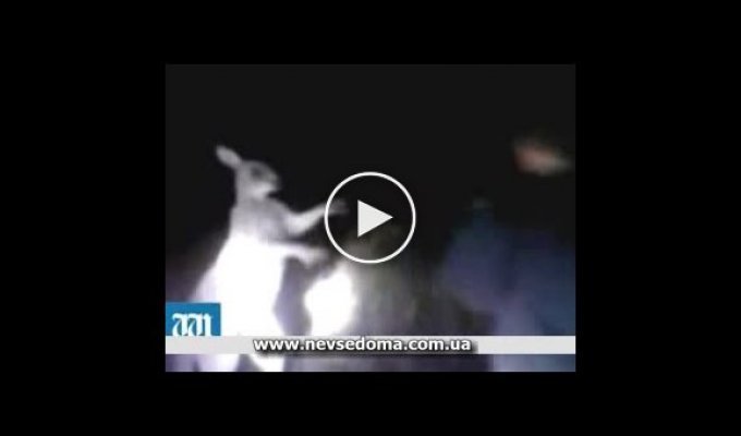 Полиция ищет ребят, которые избили кенгуру