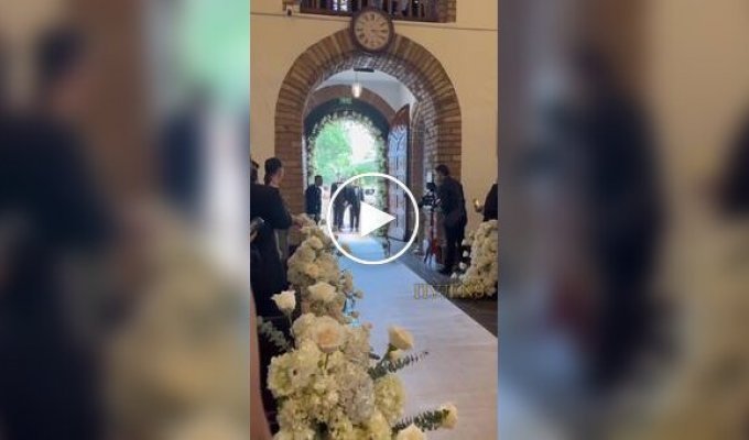 Кошка появилась на свадьбе и затмила даже молодоженов