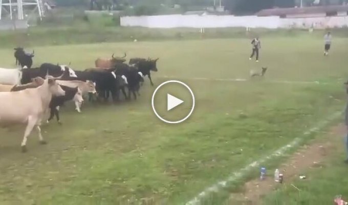 Cows interrupted a soccer match in Mexico