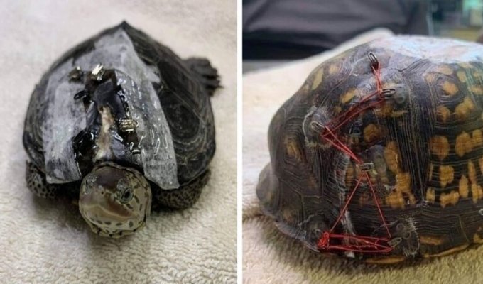 Защитники природы используют застежки бюстгальтеров, чтобы починить панцири черепах (8 фото)