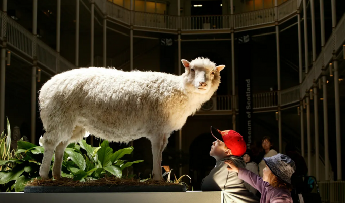 Вівця Доллі – не перший клон! Коротка історія клонування (7 фото)