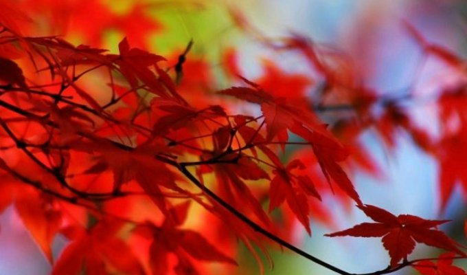  Осень (11 Фото)
