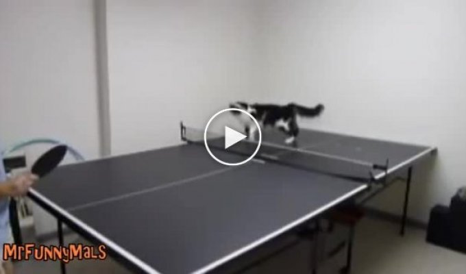 Подборка играющих котов в пинг-понг