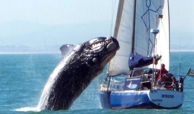 У побережья Испании киты-убийцы атаковали яхту (3 фото)