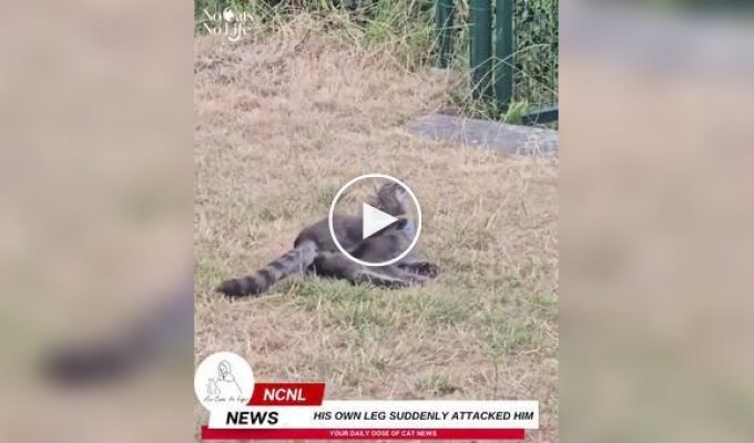 Нашел себе достойного противника
