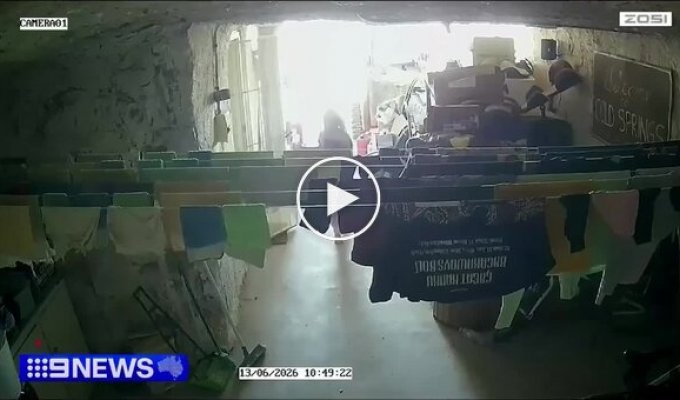 Кенгуру cбил с ног девочку