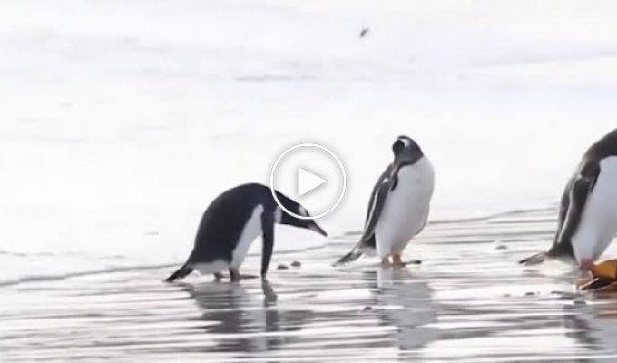 Пингвины развлекаются на морском побережье