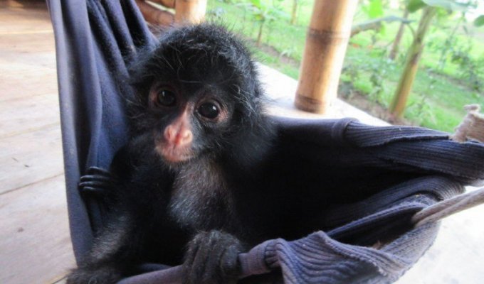 Семья из Эквадора выхаживает маленькую паукообразную обезьянку (5 фото + 1 видео)