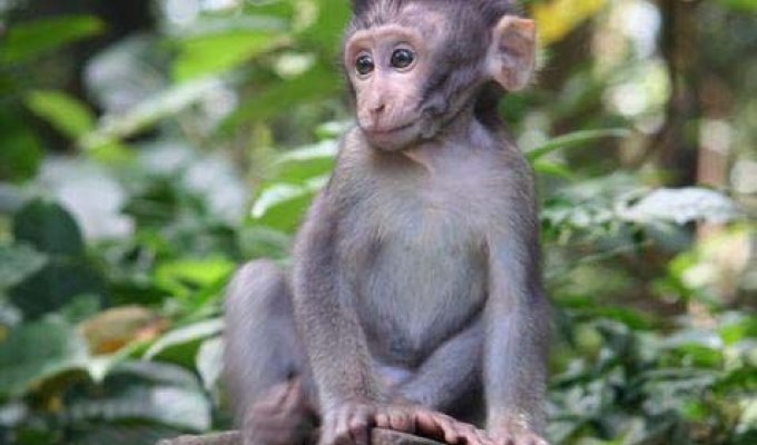 Самые популярные в этом сезоне прически у обезьян (15 фото)