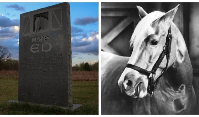 The grave of Mister Ed - an amazing talking horse (10 photos)