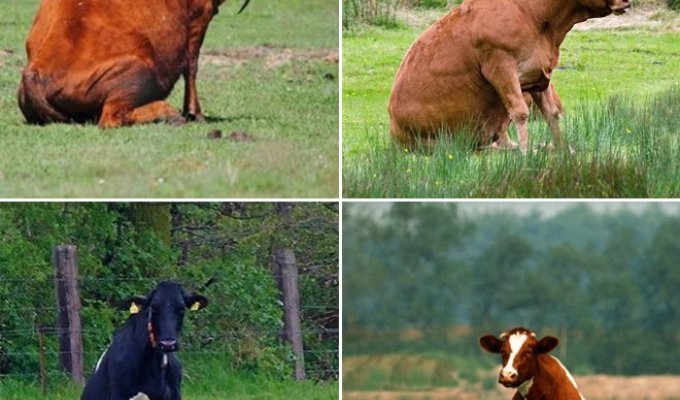 Коровы выглядят довольно странно, когда решают посидеть на травке (13 фото)