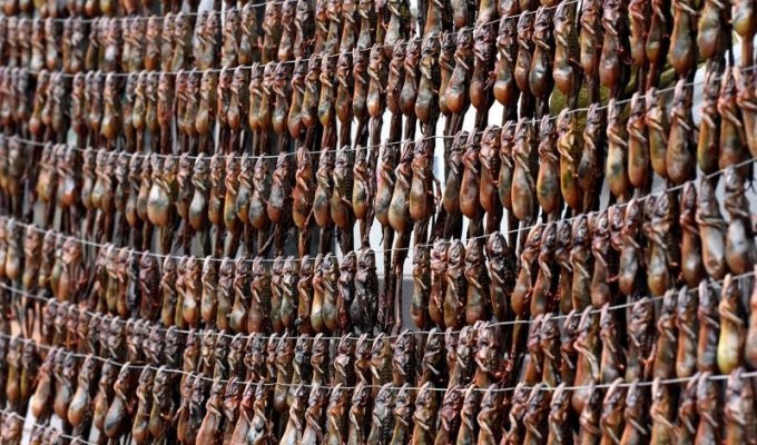 Цена вечной молодости: китайцы истребляют лягушек для приготовления традиционного снадобья красоты (9 фото)
