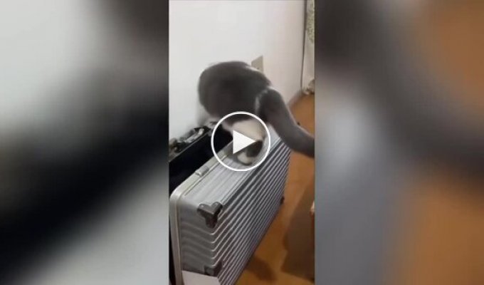Кот самоупаковался в чемодан
