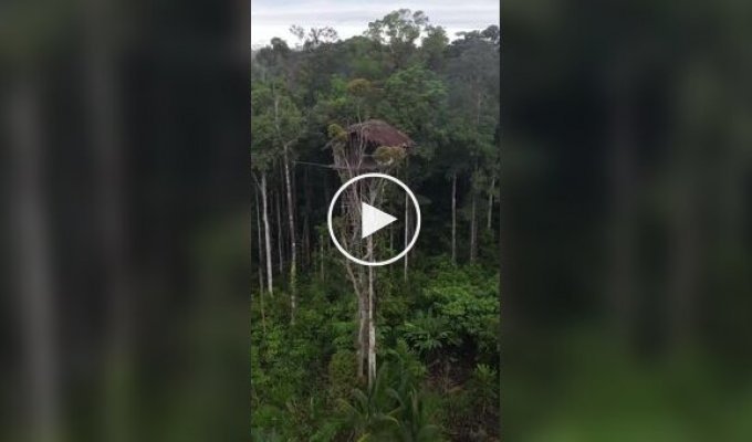 Народ короваи и их «дома на деревьях» в джунглях Папуа