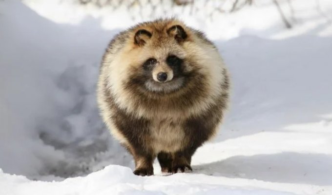 Милота дня: енотовидная собака — лучший друг человека (7 фото + 2 видео)