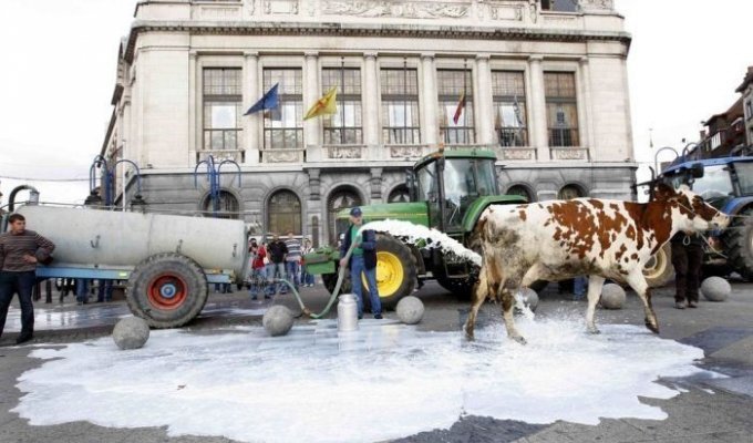 Молочный протест в Бельгии (6 фото)