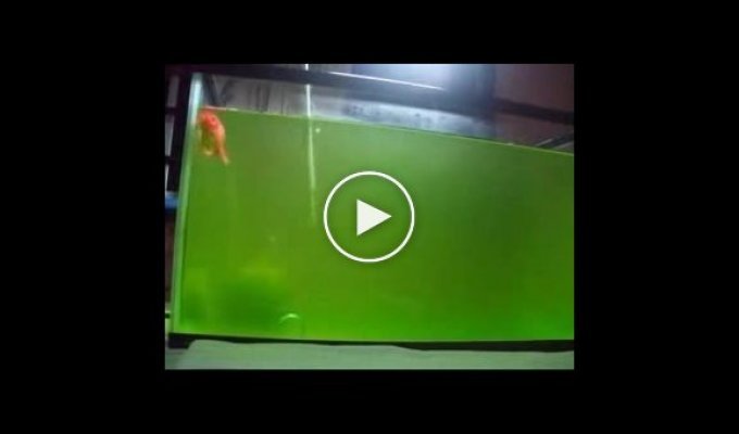 Тренированная золотая рыбка. Бедная рыбка в грязном аквариуме