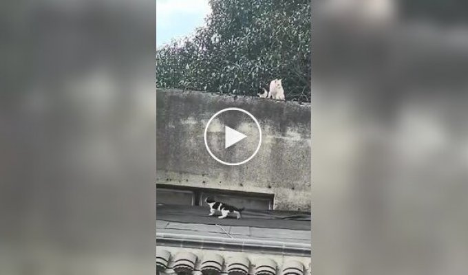 Кошачья семейная драма