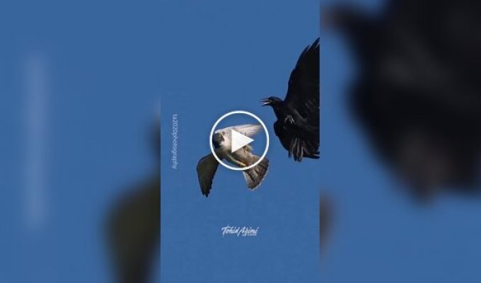 Сапсан: мастер аэродинамики в мире пернатых хищников