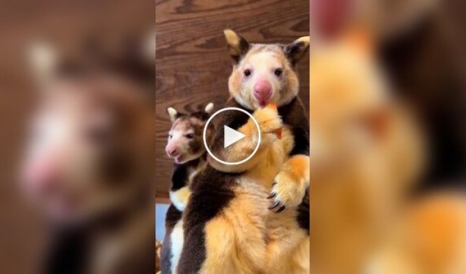 Древесные кенгуру, которые выглядят как смесь коалы и опоссума