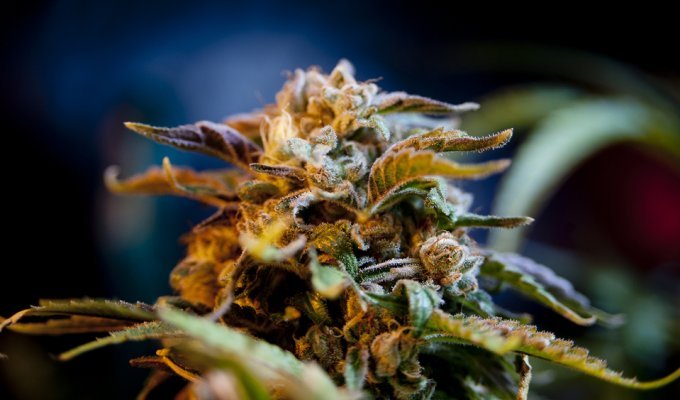 Колорадо против медицинской марихуаны (9 фото)