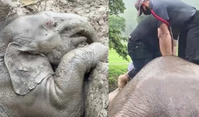 Драматическое видео: слониху и её детёныша спасли из канализации в Таиланде (6 фото + 2 видео)