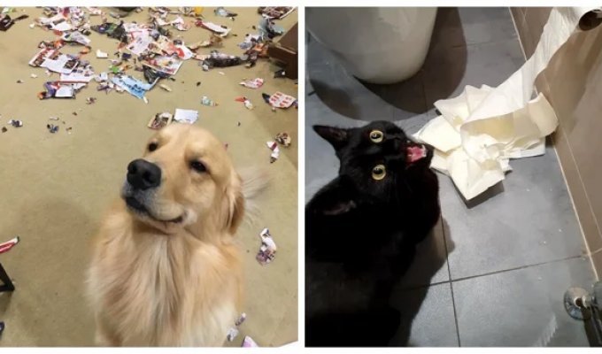 20 обаятельных нарушителей порядка, на которых невозможно сердиться (21 фото)