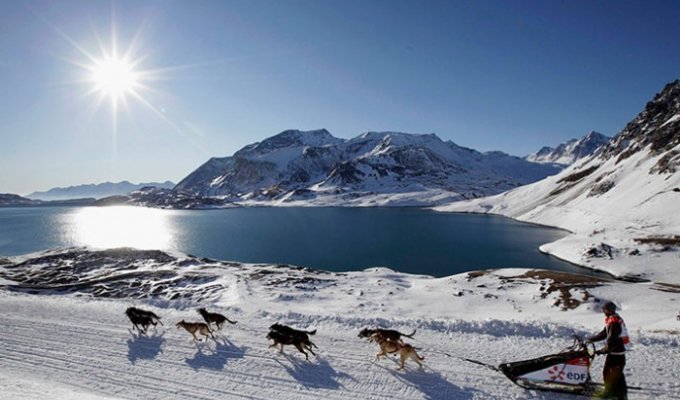 Гонка на собачьих упряжках La Grande Odyss&#233;e Savoie Mont Blanc (15 фото)