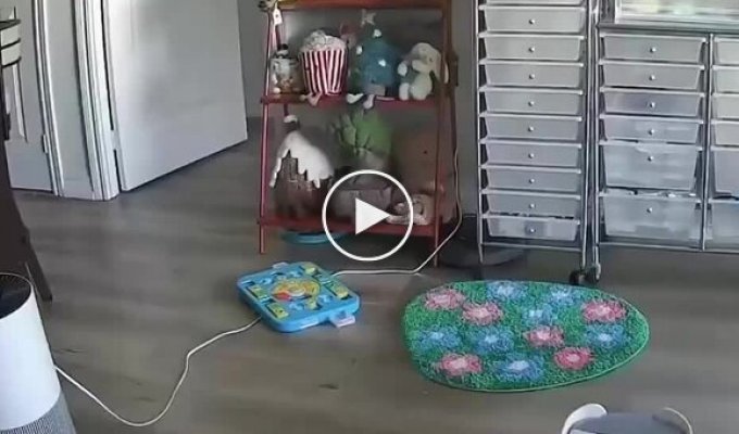 Пока хозяйка не видит