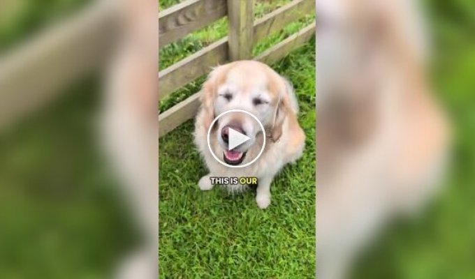 A cow thinks a dog is her cub