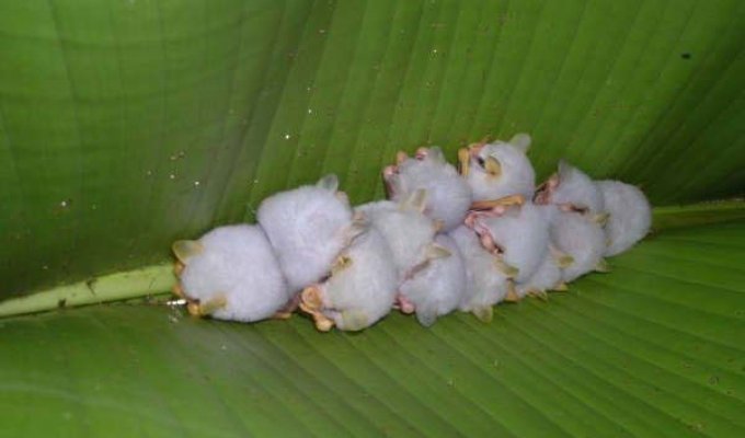  Гондурасские белые летучие мыши (9 фото)