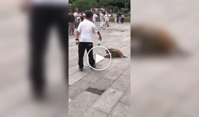 Мальчик отдал бутылку воды обезьяне, которая пила из лужи