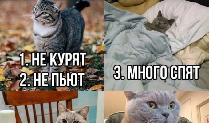 Лучшие шутки и мемы из Сети. Выпуск 502