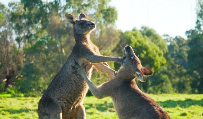 Why in Australia they want to shoot kangaroos (5 photos)