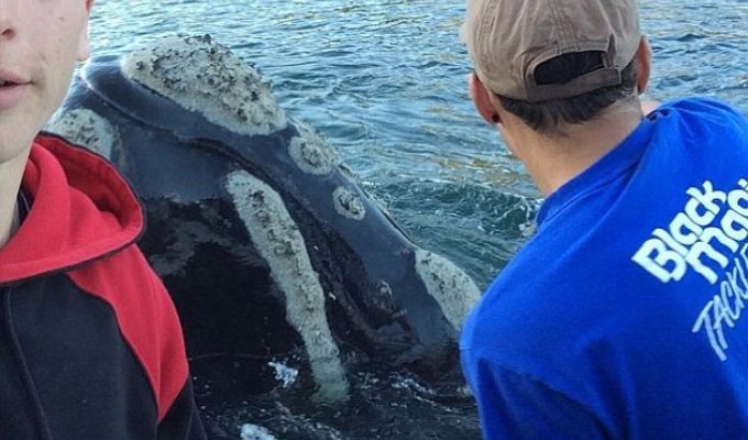 В Австралии кит попросил помощи у людей (2 фото + видео)