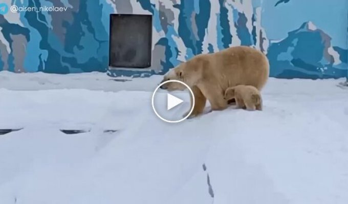 Белая медведица научила медвежат кататься с горки
